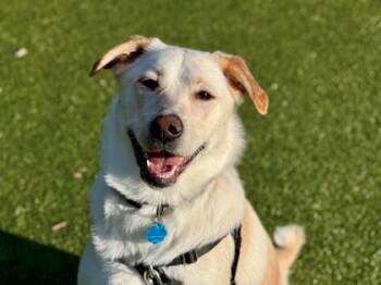 Iha -  Great Pyrenees and Australian Cattle Dog Blue Heeler Dog for Adoption in Minneapolis, Minnesota - Iha | PetCurious
