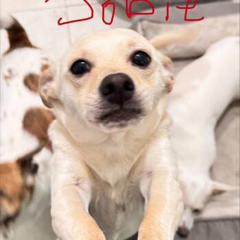 Jobie -  Chihuahua Dog for Adoption in Jupiter, Florida - Jobie | PetCurious