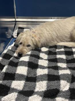 Alaska -  Mixed Breed Dog for Adoption in Merriam, Kansas - Alaska | PetCurious