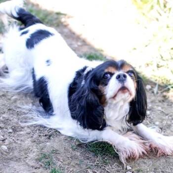 Cavalier King Charles Spaniel Dogs Available for Adoption in Dover, New Hampshire - Daisy *Available Soon* | PetCurious