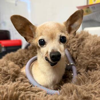 Thaddeus -  Chihuahua Dog for Adoption in Yuma, Arizona - Thaddeus | PetCurious