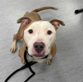 Pit Bull Terrier and Mixed Breed Dogs Available for Adoption in Colorado Springs, Colorado - TIGGER | PetCurious