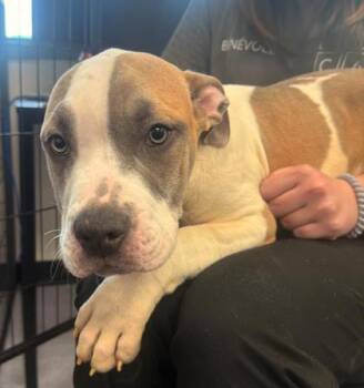 Pit Bull Terrier Dogs Available for Adoption - Pokopia | PetCurious