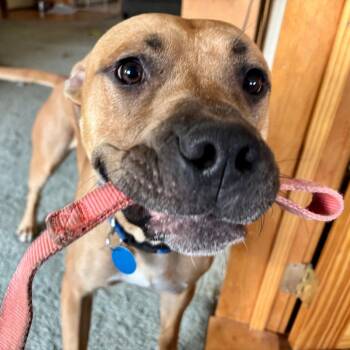 Buddha -  Pit Bull Terrier and Bullmastiff Dog for Adoption in Baker City, Oregon - Buddha | PetCurious
