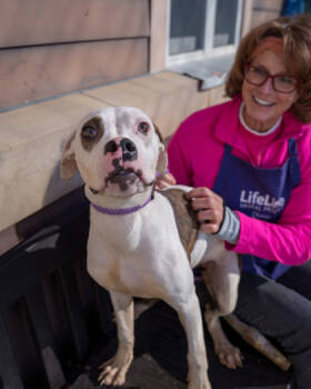 Rescue Mixed Breed Dogs for Adoption in Atlanta, Georgia - Candace | PetCurious