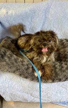 Fable -  Shih Tzu Dog for Adoption in Fort Worth, Texas - Fable | PetCurious