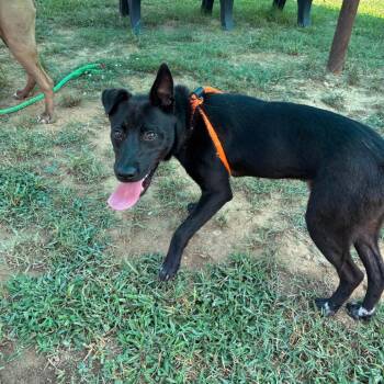 Allen -  Pit Bull Terrier Dog for Adoption in Roxboro, North Carolina - Allen | PetCurious