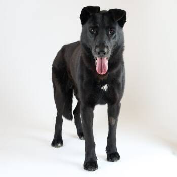 Rescue Shepherd Dogs for Adoption in San Francisco, California - Homebrew 13529 | PetCurious