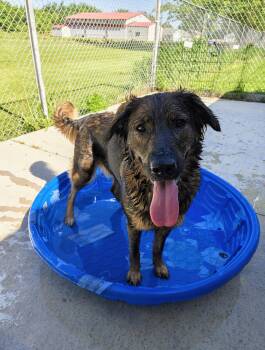 Maddie -  German Shepherd Dog Dog for Adoption in Oconto, Wisconsin - Maddie | PetCurious