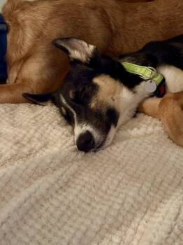 Zelda -  Shepherd and Husky Dog for Adoption in Millcreek, Utah - Zelda | PetCurious