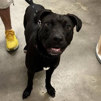 Black Labrador Retriever and Shepherd Dogs Available for Adoption in Tampa, Florida - Stacy | PetCurious