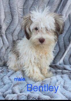 Havanese Dogs Available for Adoption - Bentley  | PetCurious