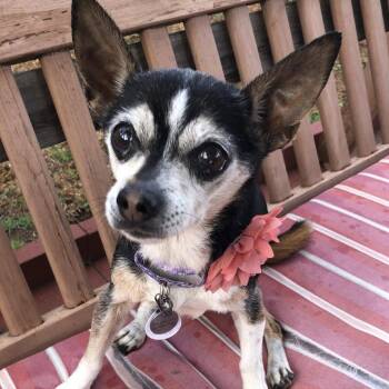 Rescue Chihuahua Dogs for Adoption in Ramona, California - Golddigger | PetCurious