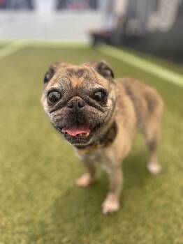 Rescue Pug Dogs for Adoption in Gardena, California - Betsy | PetCurious