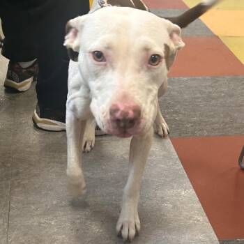 Pit Bull Terrier Dogs Available for Adoption - Mika | PetCurious