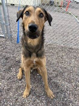 Heimdall -  Mixed Breed Dog for Adoption in Black Eagle, Montana - Heimdall | PetCurious