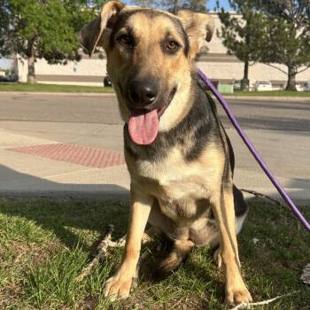 762 (2026) Piper -  German Shepherd Dog and Mixed Breed Dog for Adoption in Parker, Colorado - 762 (2026) Piper | PetCurious