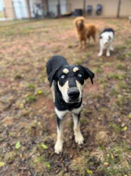 Rescue Husky and Shepherd Dogs for Adoption in Shawnee, Oklahoma - Roscoe | PetCurious