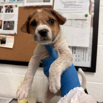 Stan -  Shepherd and Mixed Breed Dog for Adoption in Edinburg, Texas - Stan | PetCurious