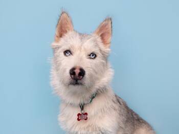 Mr. Softee -  Corgi and Siberian Husky Dog for Adoption in Palo Alto, California - Mr. Softee | PetCurious