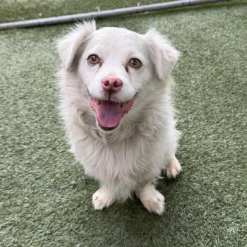 Julius -  Spaniel and Mixed Breed Dog for Adoption in Long Beach, California - Julius | PetCurious
