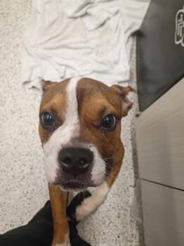 Buzzby - ADOPTED -  Mixed Breed Dog for Adoption in Atlanta, Georgia - Buzzby - ADOPTED | PetCurious