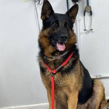 Amos -  German Shepherd Dog Dog for Adoption in Hawthorne, California - Amos | PetCurious
