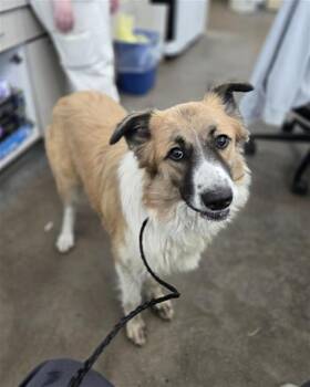 PEARL -  Mixed Breed Dog for Adoption in Dallas, Texas - PEARL | PetCurious