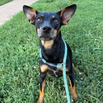 Cynthia Rose -  Miniature Pinscher Dog for Adoption in Stillwater, Oklahoma - Cynthia Rose | PetCurious