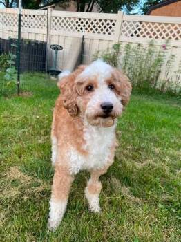 Eufert -  Poodle Dog for Adoption in Wausau, Wisconsin - Eufert | PetCurious
