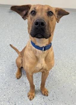 Great Dane and Labrador Retriever Dogs Available for Adoption - Esme | PetCurious