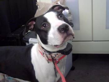 Mixed Breed Dogs Available for Adoption - KALE | PetCurious