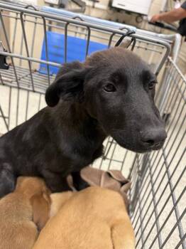 Labrador Retriever and Mixed Breed Dogs Available for Adoption in Conroe, Texas - MIA | PetCurious