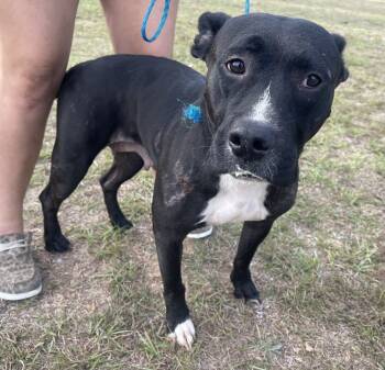 Rescue Labrador Retriever Dogs for Adoption in Troy, Alabama - Adelyn | PetCurious