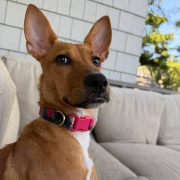 Yakety Yak D70652 -  Jack Russell Terrier and Basenji Dog for Adoption in Minnetonka, Minnesota - Yakety Yak D70652 | PetCurious