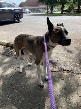 Wisteria (rn Trixie) -  Terrier Dog for Adoption in Mobile, Alabama - Wisteria (rn Trixie) | PetCurious