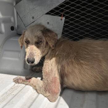 Shepherd Dogs Available for Adoption - Juniper | PetCurious