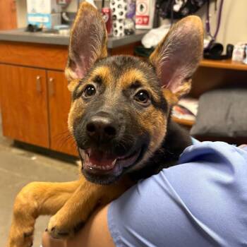 Juniper -  German Shepherd Dog Dog for Adoption in Yuma, Arizona - Juniper | PetCurious