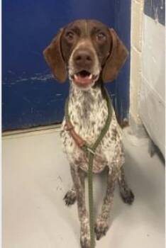Fifa -  German Shorthaired Pointer Dog for Adoption in Ashland, Virginia - Fifa | PetCurious