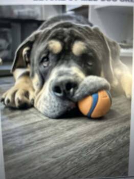 Eeyore -  English Bulldog and Mixed Breed Dog for Adoption in Toronto, Ontario - Eeyore | PetCurious