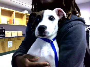 HARRIET -  American Staffordshire Terrier and Mixed Breed Dog for Adoption in Tallahassee, Florida - HARRIET | PetCurious