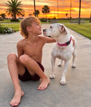 Cassie Mae Petite Calm Soul Dog -  Pit Bull Terrier and American Staffordshire Terrier Dog for Adoption in Friendswood, Texas - Cassie Mae Petite Calm Soul Dog | PetCurious