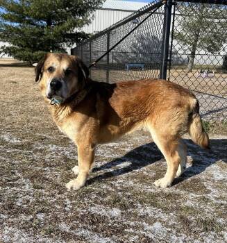 Hound Dogs Available for Adoption - Felix | PetCurious