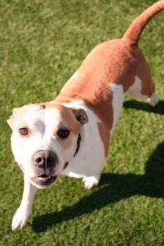 American Bully Dogs Available for Adoption - Mia - OUT OF TOWN DOG-COURTESY POST-DETAILS BELOW | PetCurious