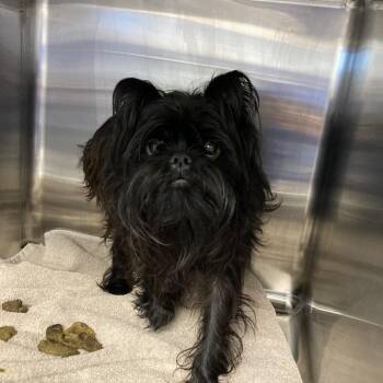 Beckham -  Brussels Griffon Dog for Adoption in Blue Ridge, Georgia - Beckham | PetCurious