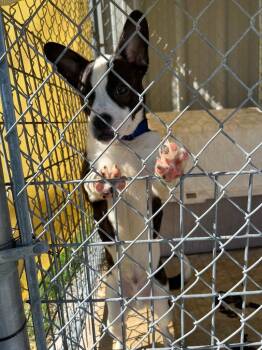 Petey -  Mixed Breed Dog for Adoption in Brownwood, Texas - Petey | PetCurious