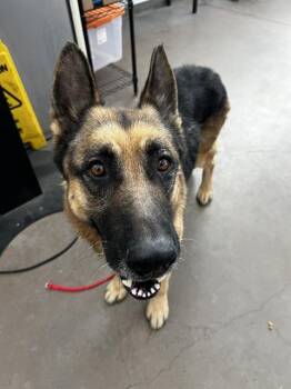 Mixed Breed Dogs Available for Adoption in Dallas, Texas - RAY | PetCurious