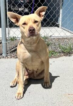 Pit Bull Terrier Dogs Available for Adoption in Elko, Nevada - 60793091 | PetCurious