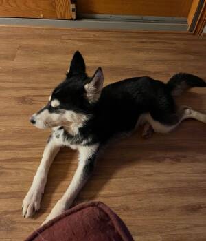 Husky Dogs Available for Adoption in Houston, Texas - Bandit | PetCurious