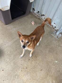 Taco (Beaver) -  Chihuahua Dog for Adoption in Brownwood, Texas - Taco (Beaver) | PetCurious